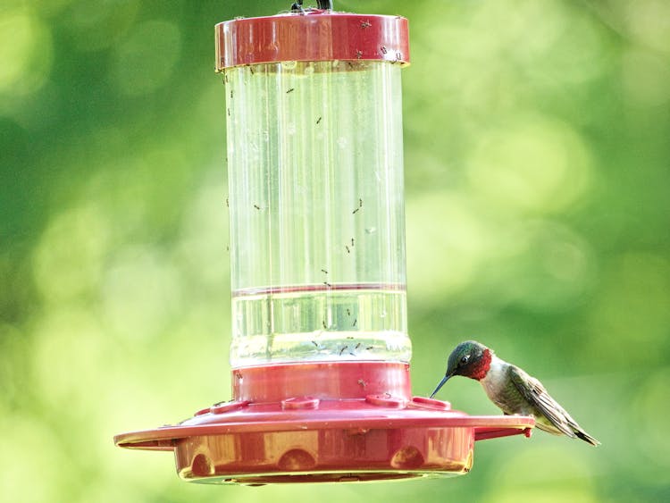 Hummingbird Perched On Plastic Lamp