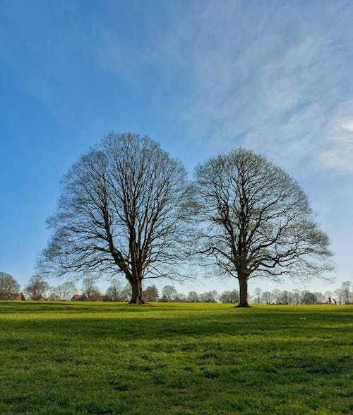 Ücretsiz alan, çıplak ağaçlar, dikey atış içeren Ücretsiz stok fotoğraf Stok Fotoğraflar