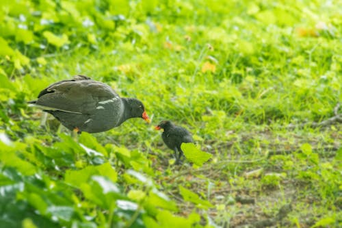 Fotos de stock gratuitas de aves, aviar, chica