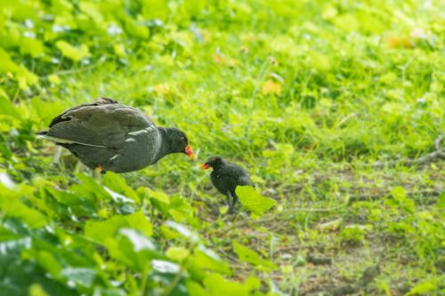 Free A Common Moorhen nurturing its chick in a lush green environment, showcasing wildlife care. Stock Photo