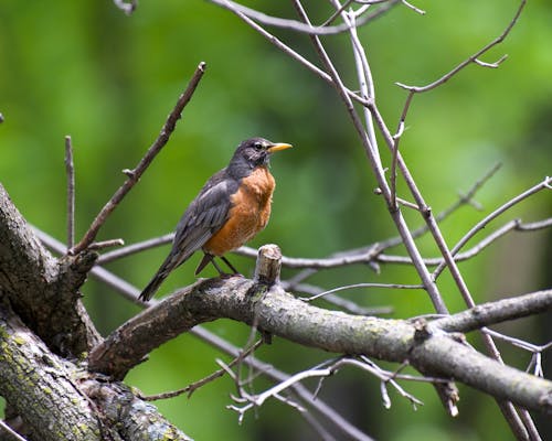 Darmowe zdjęcie z galerii z american robin, fotografia ptaków, gałązka