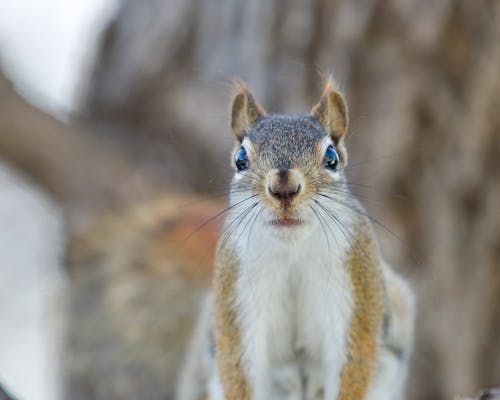 Close Up Photo of a Squirrel
