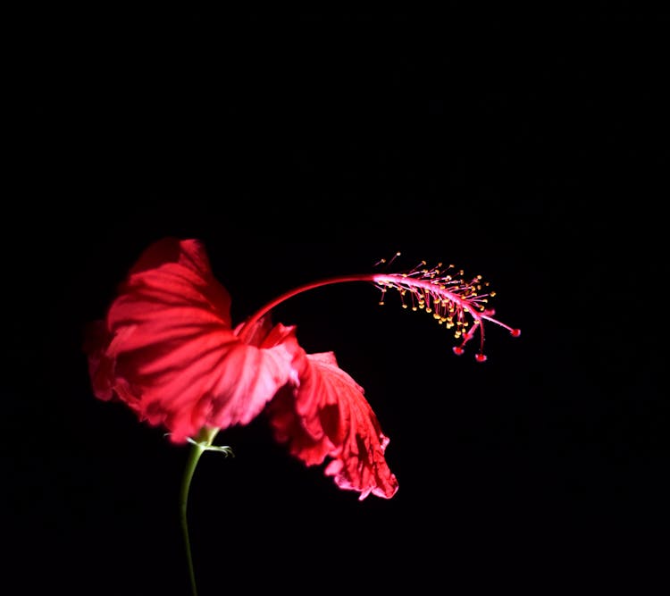 Red Hibiscus Flower On Black Background