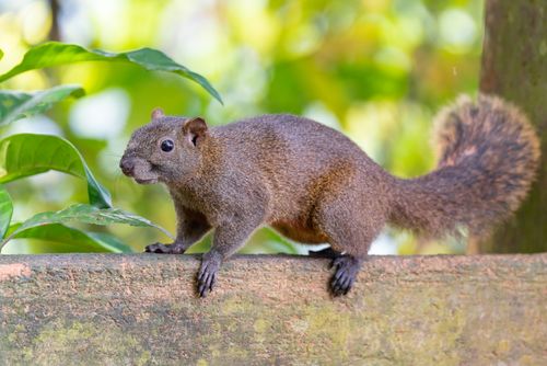 Free A detailed photo of a Pallas's squirrel standing on a wood plank surrounded by greenery. Stock Photo
