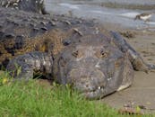 Black Crocodile on Green Grass