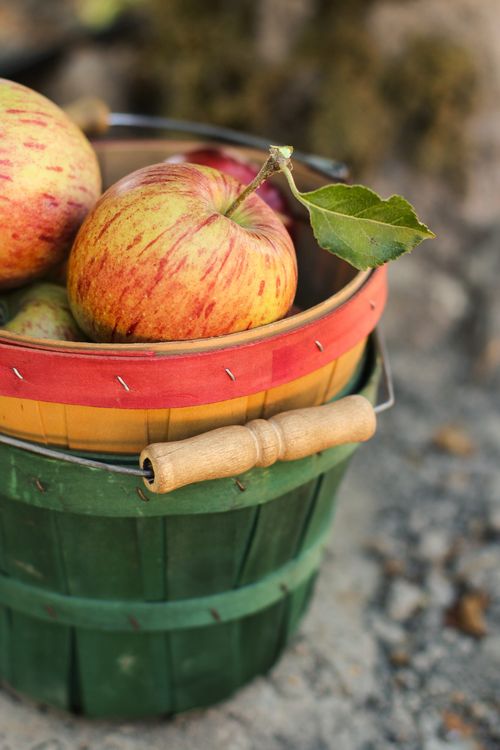Free A vibrant and rustic basket filled with freshly harvested apples outdoors, showcasing farm freshness. Stock Photo
