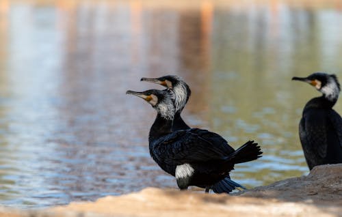 Great Cormorant Near Body of Water