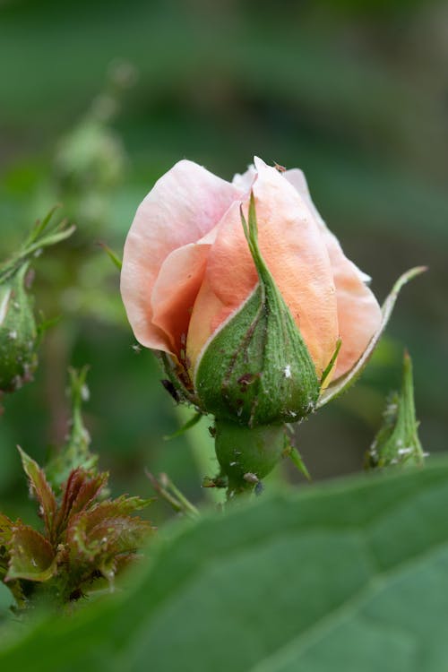 Close Up Photo of a Rose