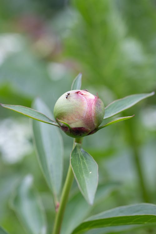 Blooming Peony Flower Bud