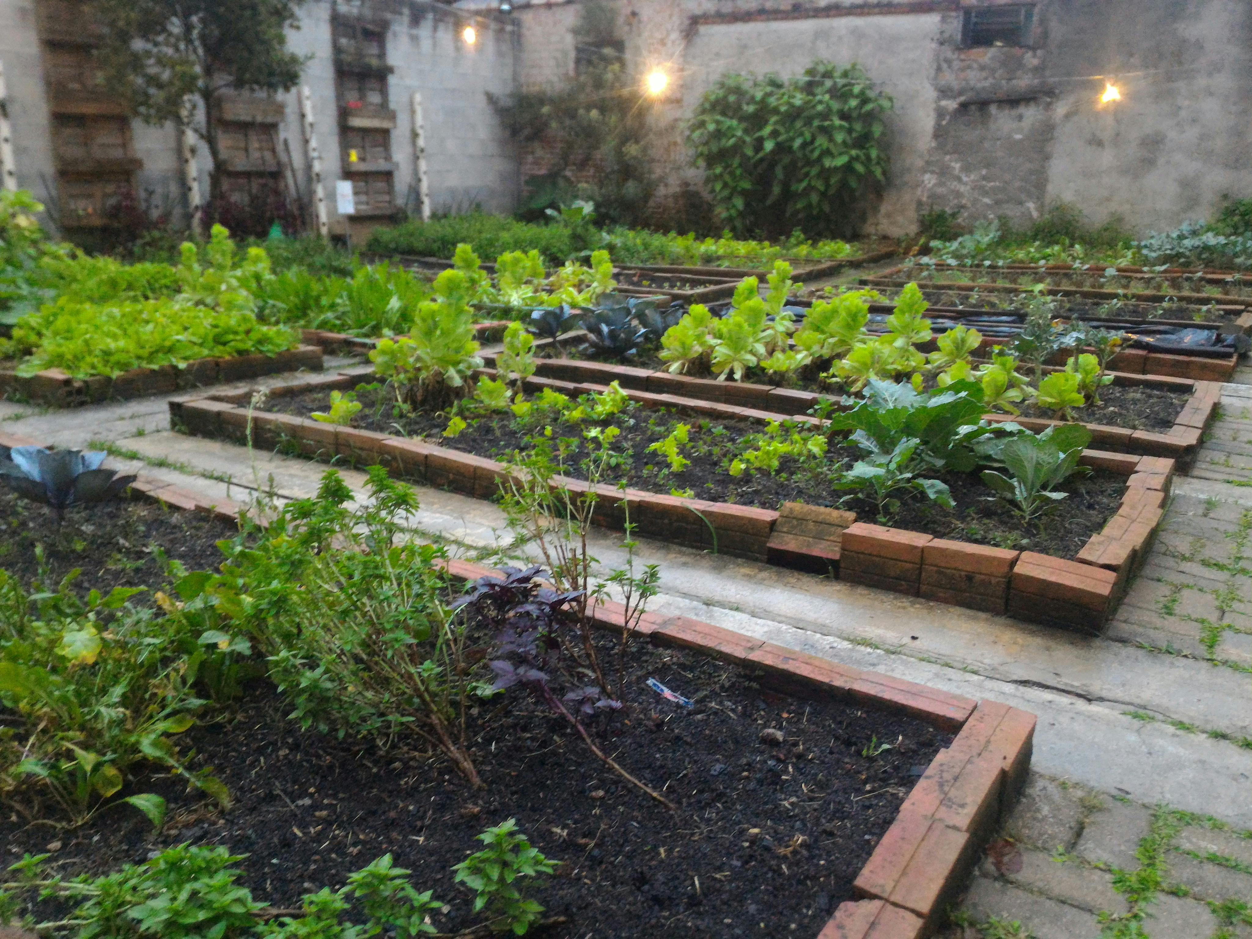 Photo Gratuite De Jardin Potager