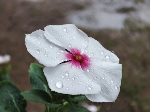 Fotos de stock gratuitas de blanco, flor rosa, flores