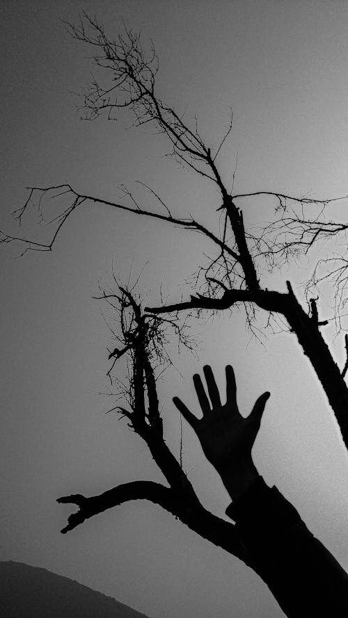 Silhouette of a Hand on Bare Tree 