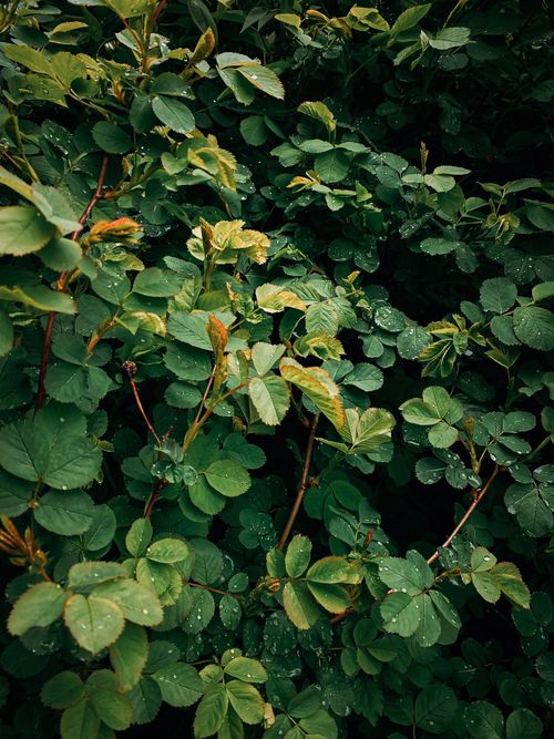 Free Vibrant green leaves of a Himalayan blackberry bush with dew drops, showcasing natural growth and lush foliage. Stock Photo