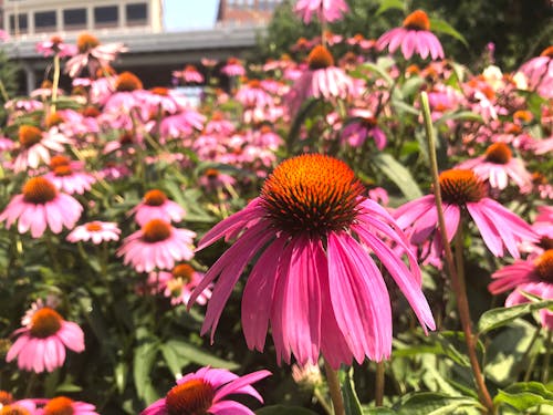 Pembe çiçeğin Sığ Odak Fotoğrafı