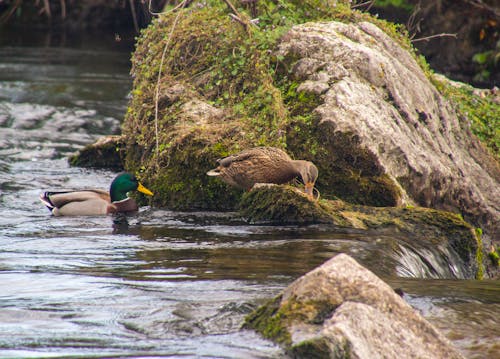 Photos gratuites de animaux, canard, canards