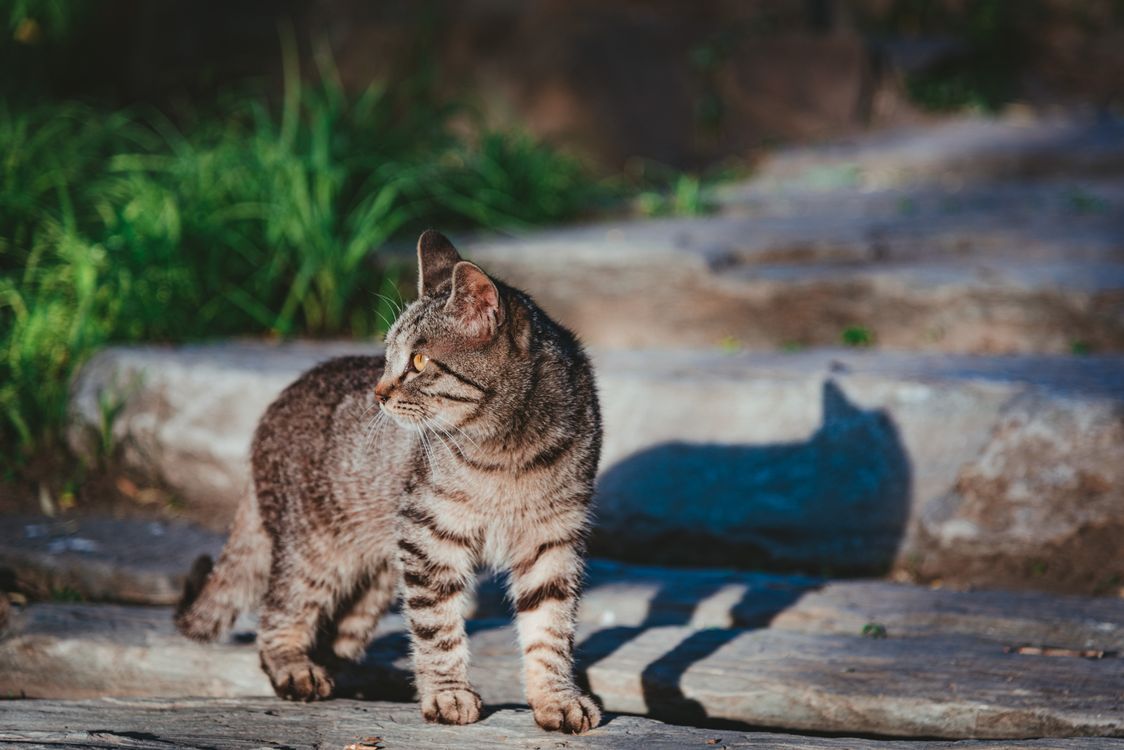 Close Up Photo of a Tabby Cat · Free Stock Photo