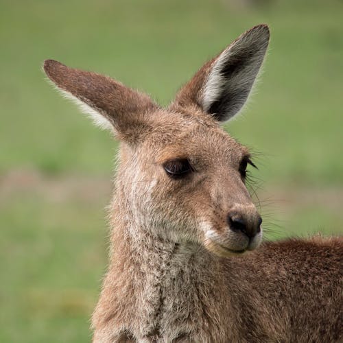 Close Up Photo of a Kangaroo