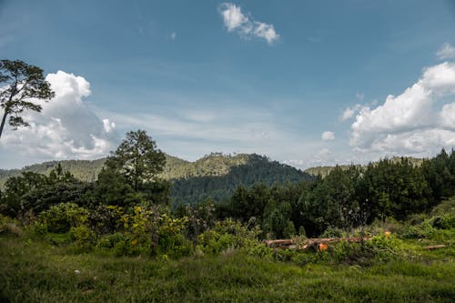 Free stock photo of forest, mountain, nature