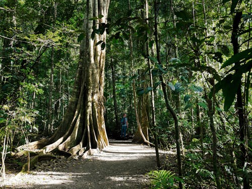 Immagine gratuita di alberi, australia, avventura