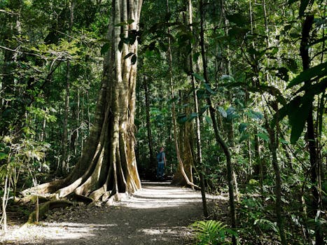 A person walks along a sunlit forest pathway surrounded by towering trees in Queensland, Australia.