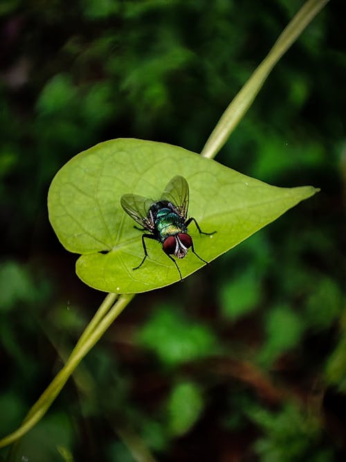 Black and Red Fly Perched on Green Leaf in Close Up Photography