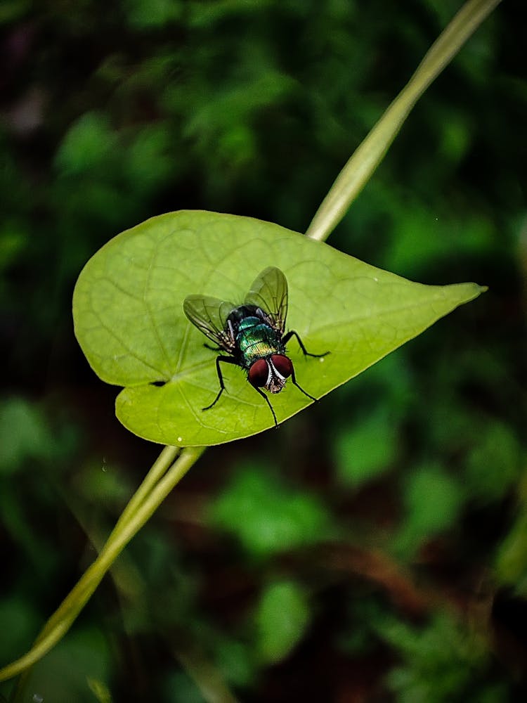 Black And Red Fly Perched On Green Leaf In Close Up Photography