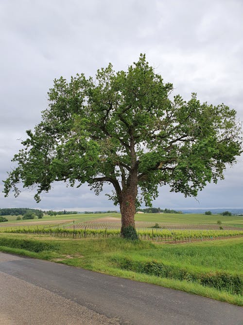 Immagine gratuita di albero, campagna, campo d'erba