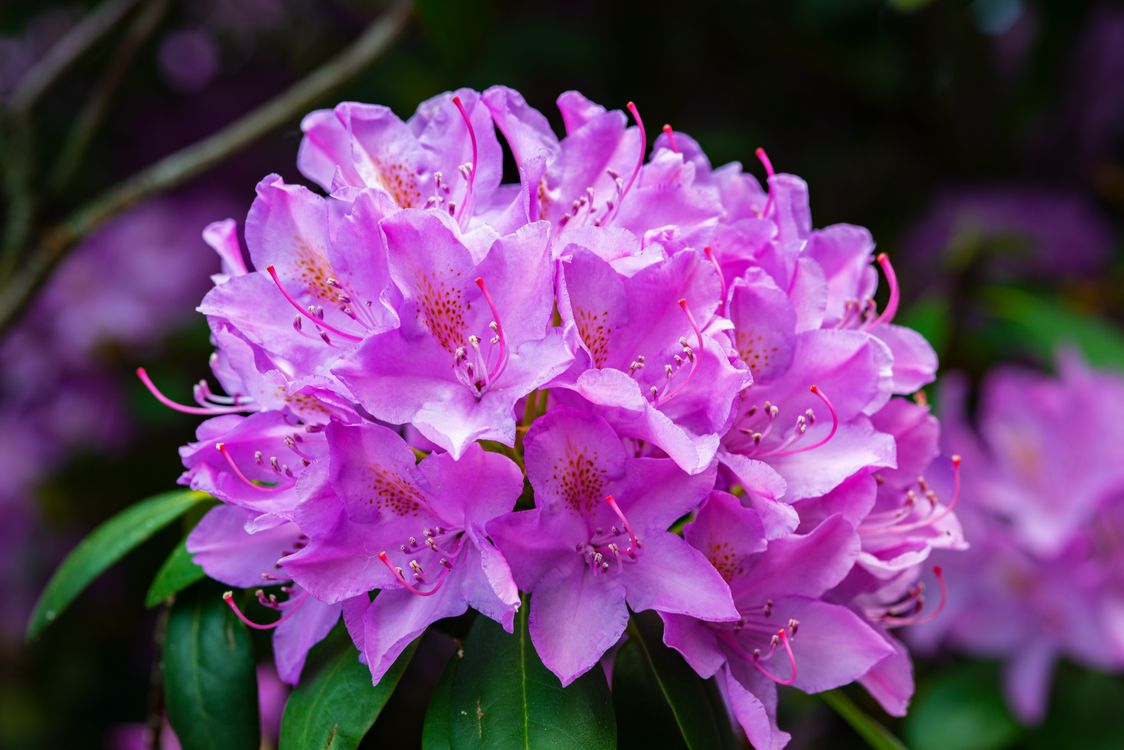 Rododendrs Purple Rhododendron Flowers in Bloom · Free Stock Photo