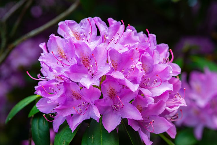 Purple Rhododendron Flowers In Bloom