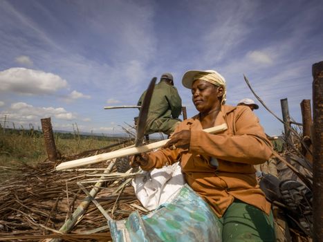 People Cutting Wood