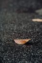 Brown Leaf on Black and Gray Marble Surface