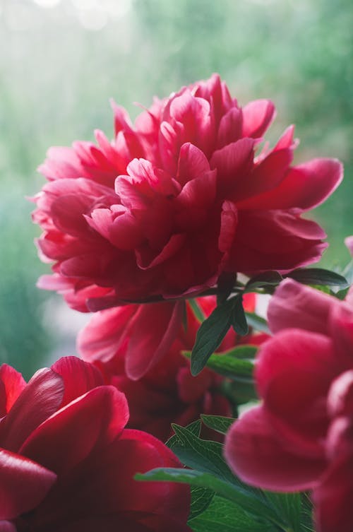 Darmowe zdjęcie z galerii z czerwony kwiat, fotografia kwiatowa, kwitnięcie