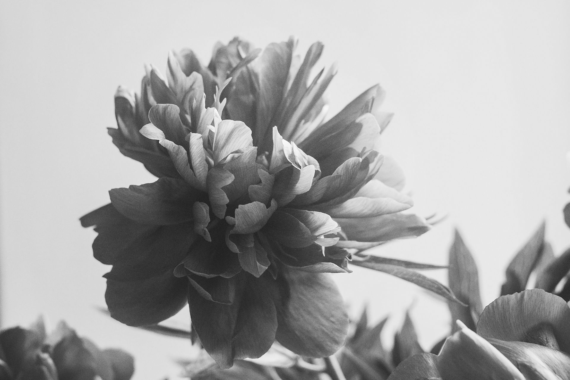 Monochrome image of a blooming peony flower with intricate petal details.