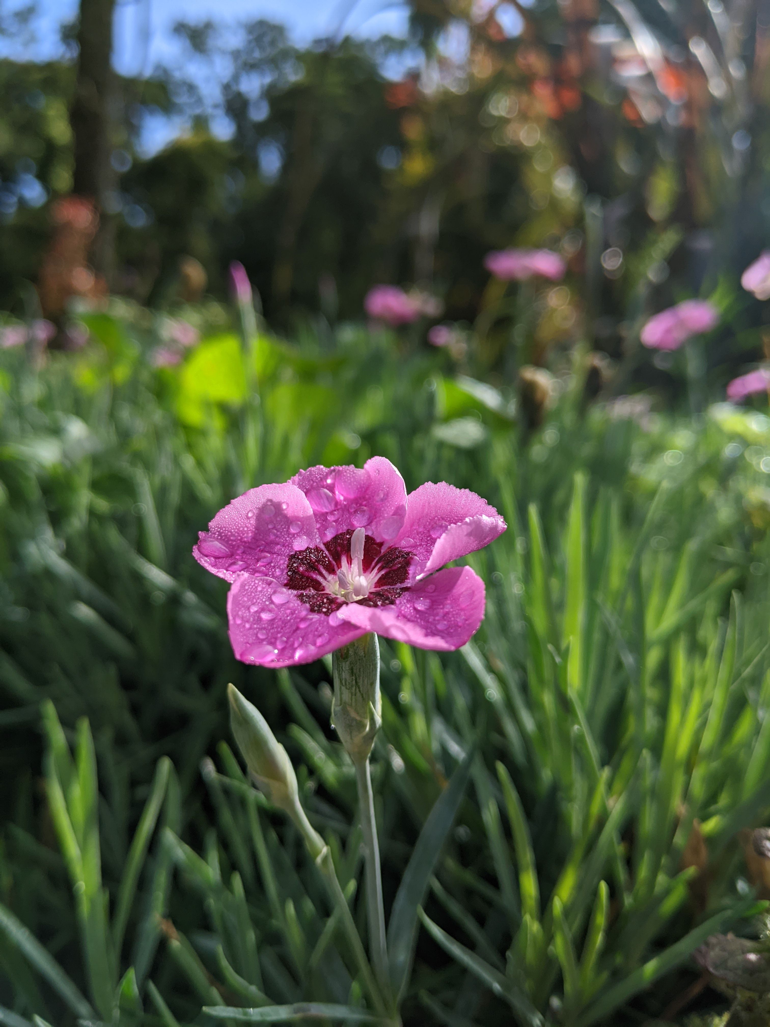 Pink Tulips in the Garden · Free Stock Photo