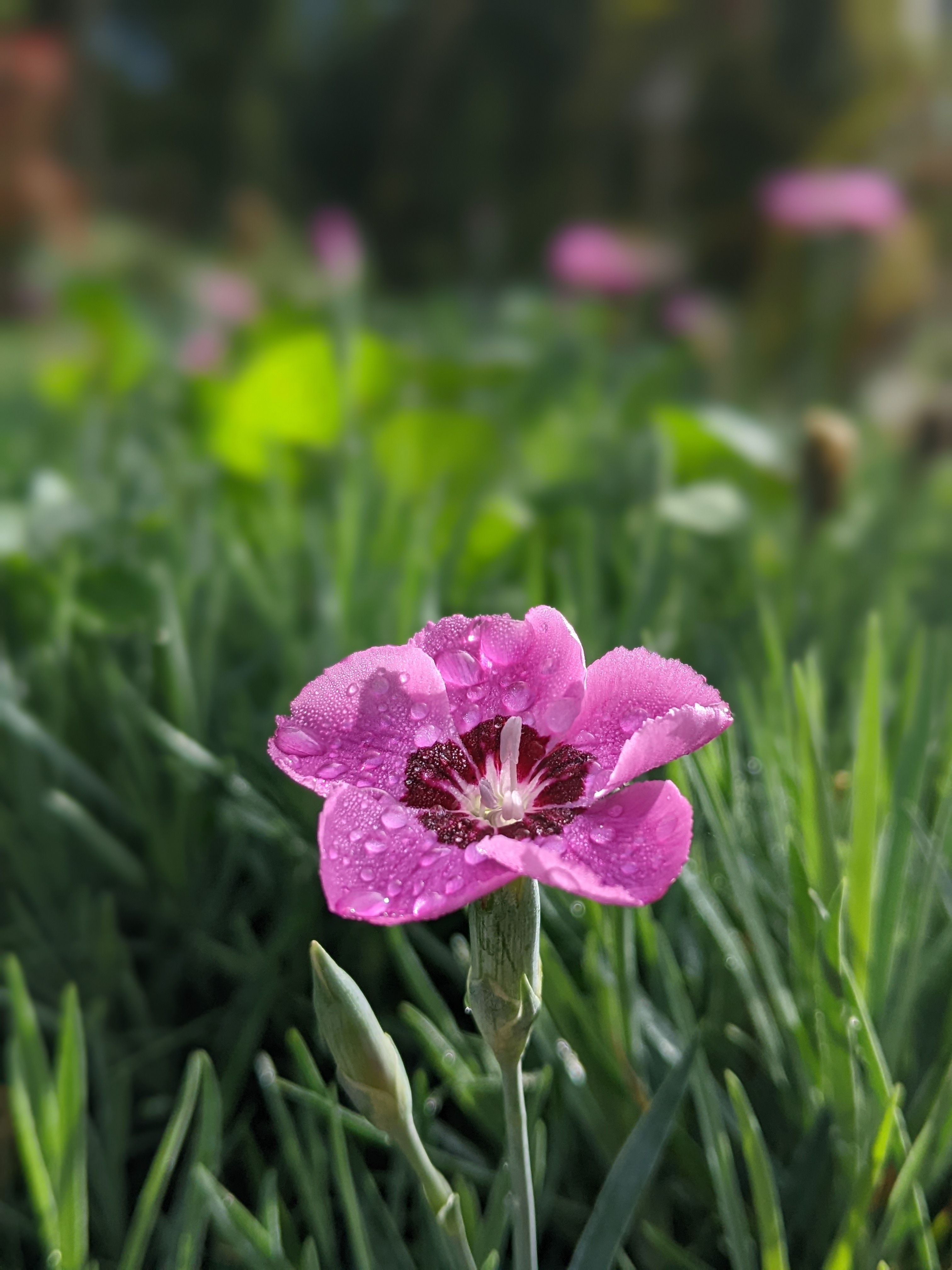 OAuth Client for Java: ScribeJava and Spring Security OAuth2