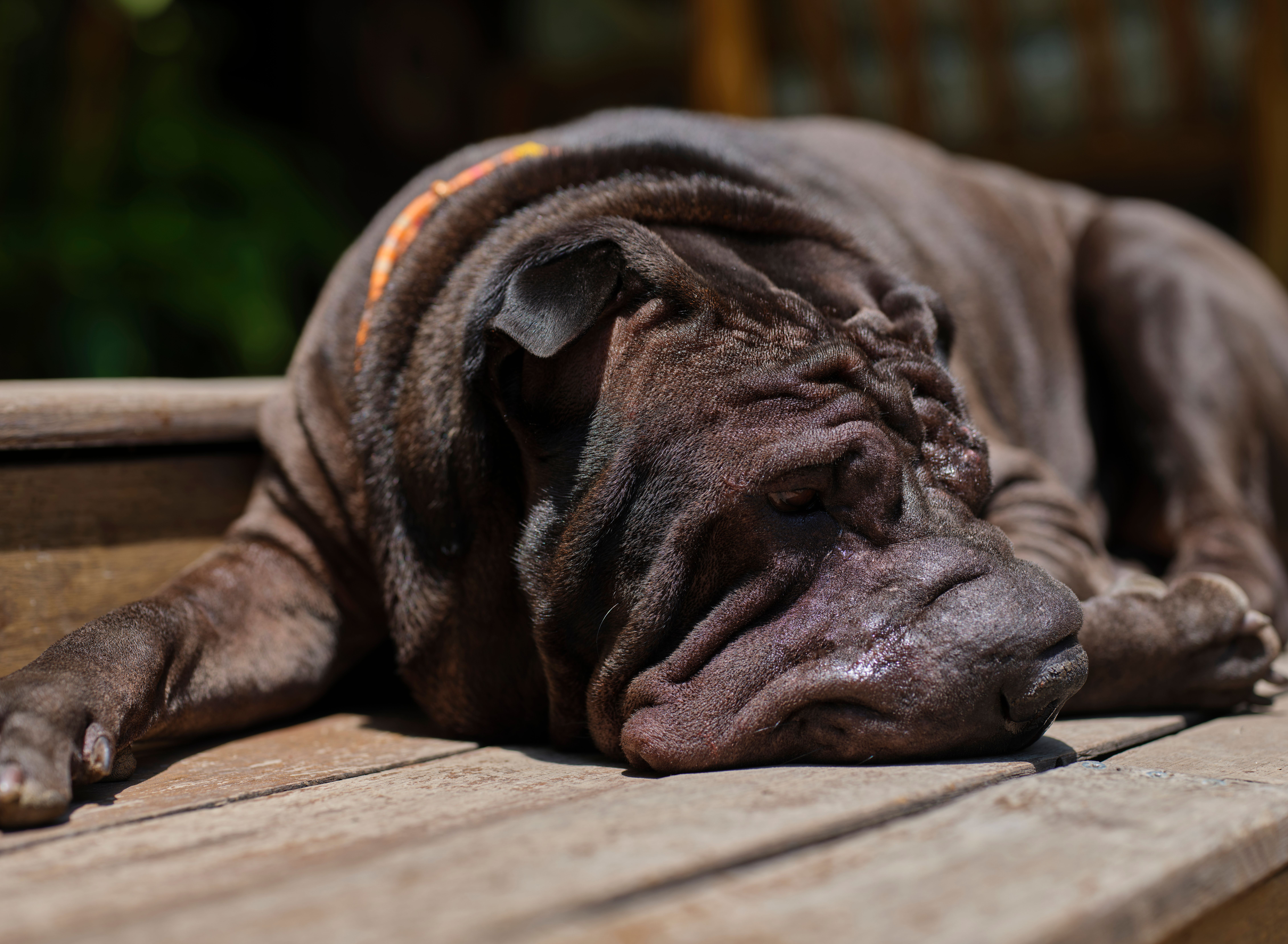Best Wrinkle Creams for Shar Peis: 5 Expert Picks for Healthy Skin