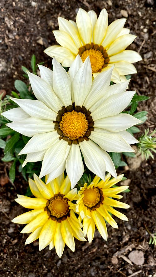 Free stock photo of beautiful, beauty, flowers