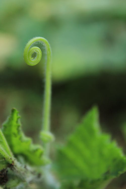 Free stock photo of climbing plant, green, macro