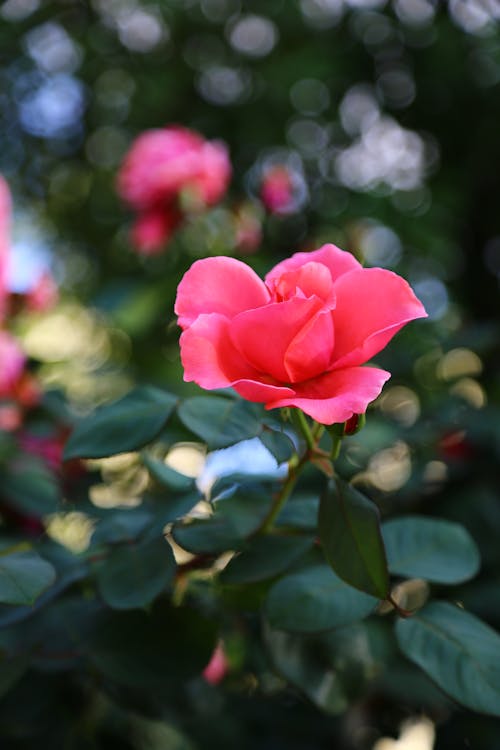 Imagine de stoc gratuită din a închide, floare roz, fotografie de flori