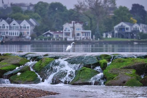 Free White egret perched on mossy rocks at a riverside in Stamford, Connecticut. Stock Photo
