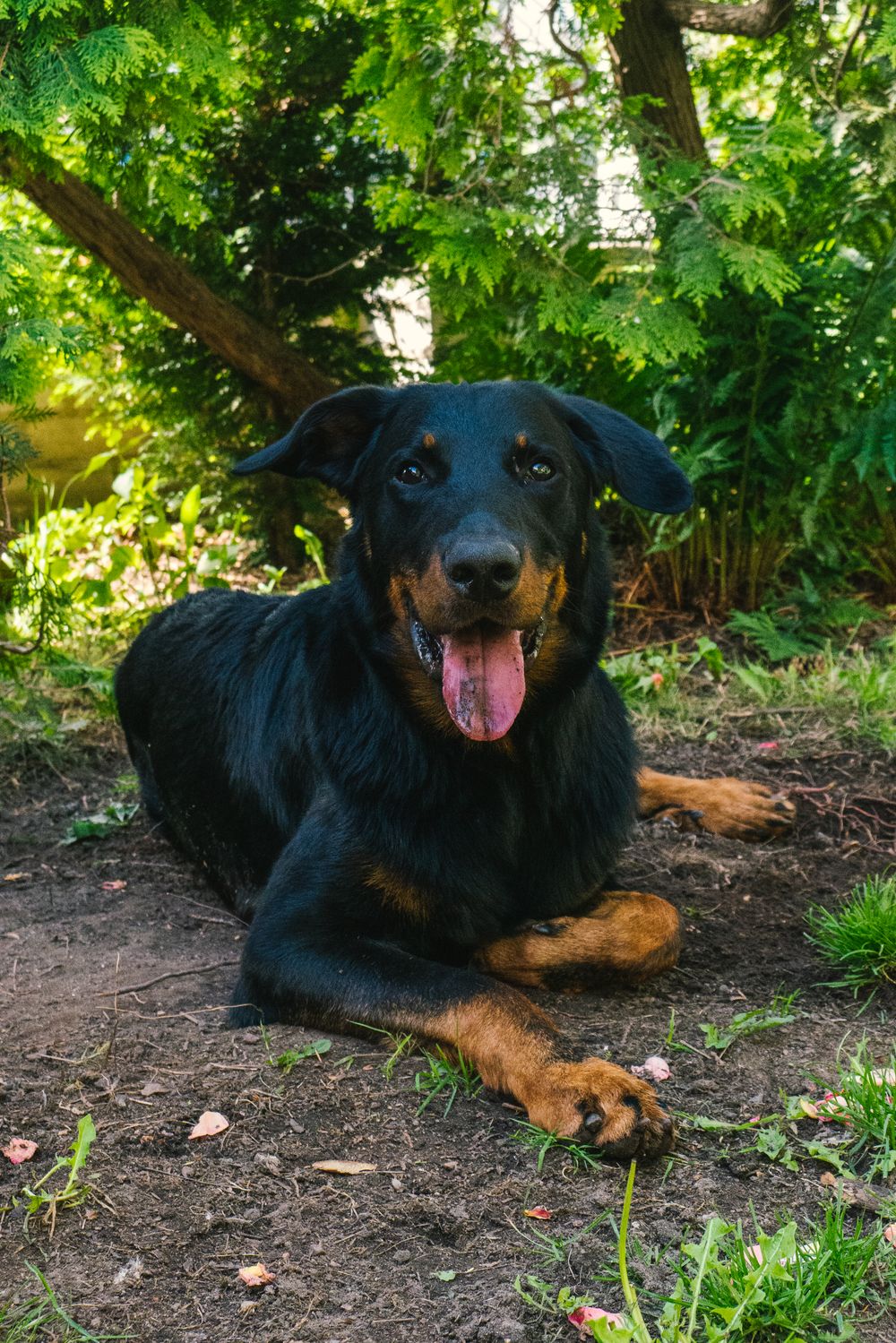 Beauceron, photo 4