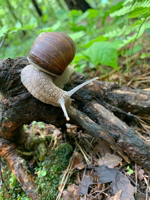Free Burgundy Snail on Brown Wood Log Stock Photo