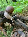 Burgundy Snail on Brown Wood Log