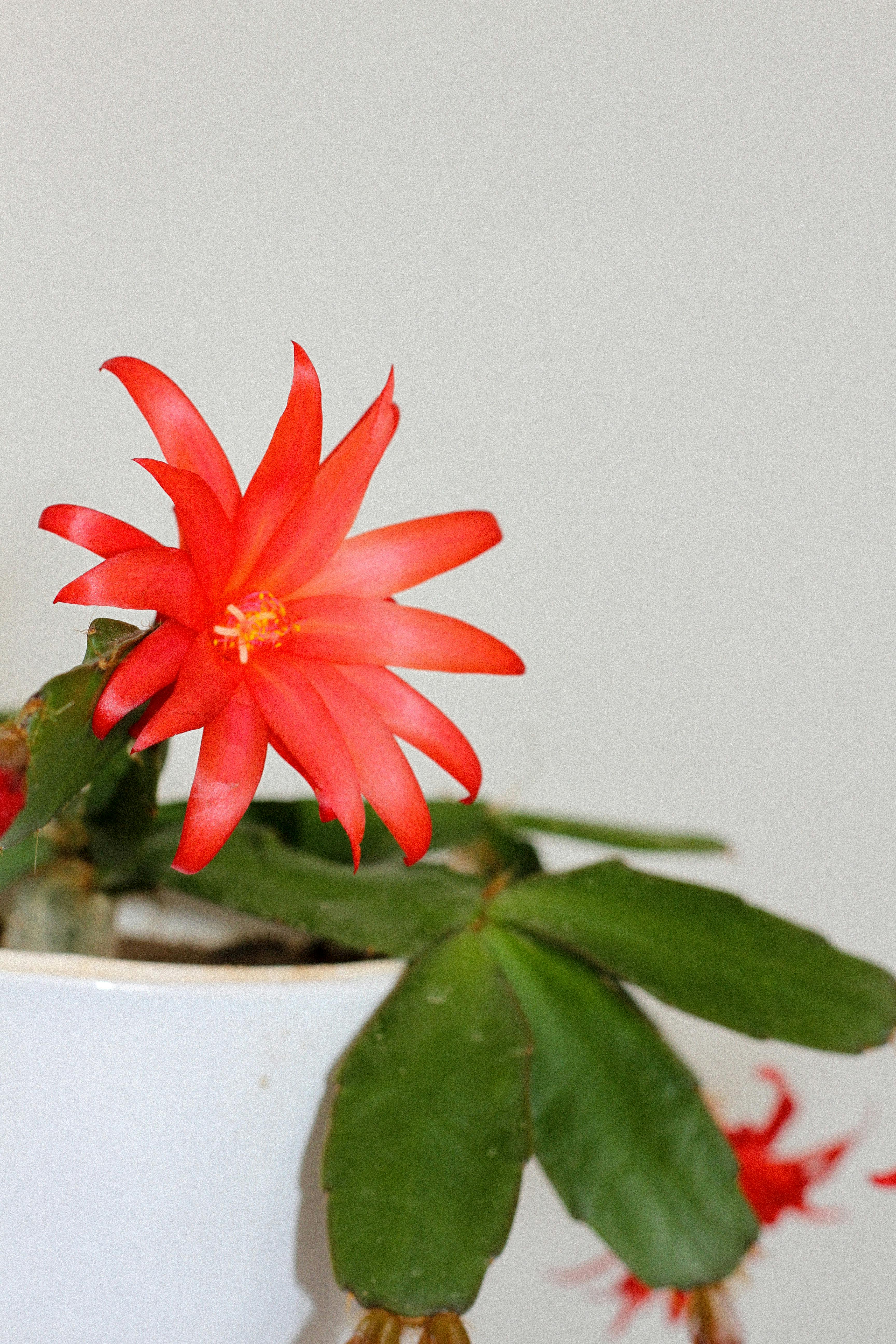 Schlumbergera x buckleyi