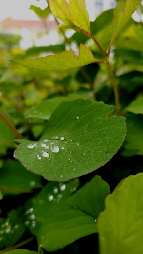 Gratis lagerfoto af Grøn plante, grønne blade, lodret skud