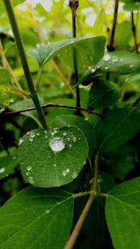 A close-up of lush green leaves with water droplets, capturing nature's freshness.