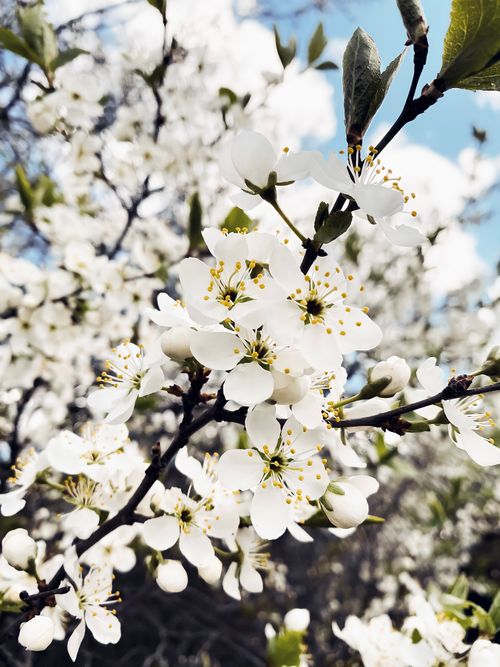 Free Stunning close-up of white cherry blossoms blooming against a spring sky. Stock Photo