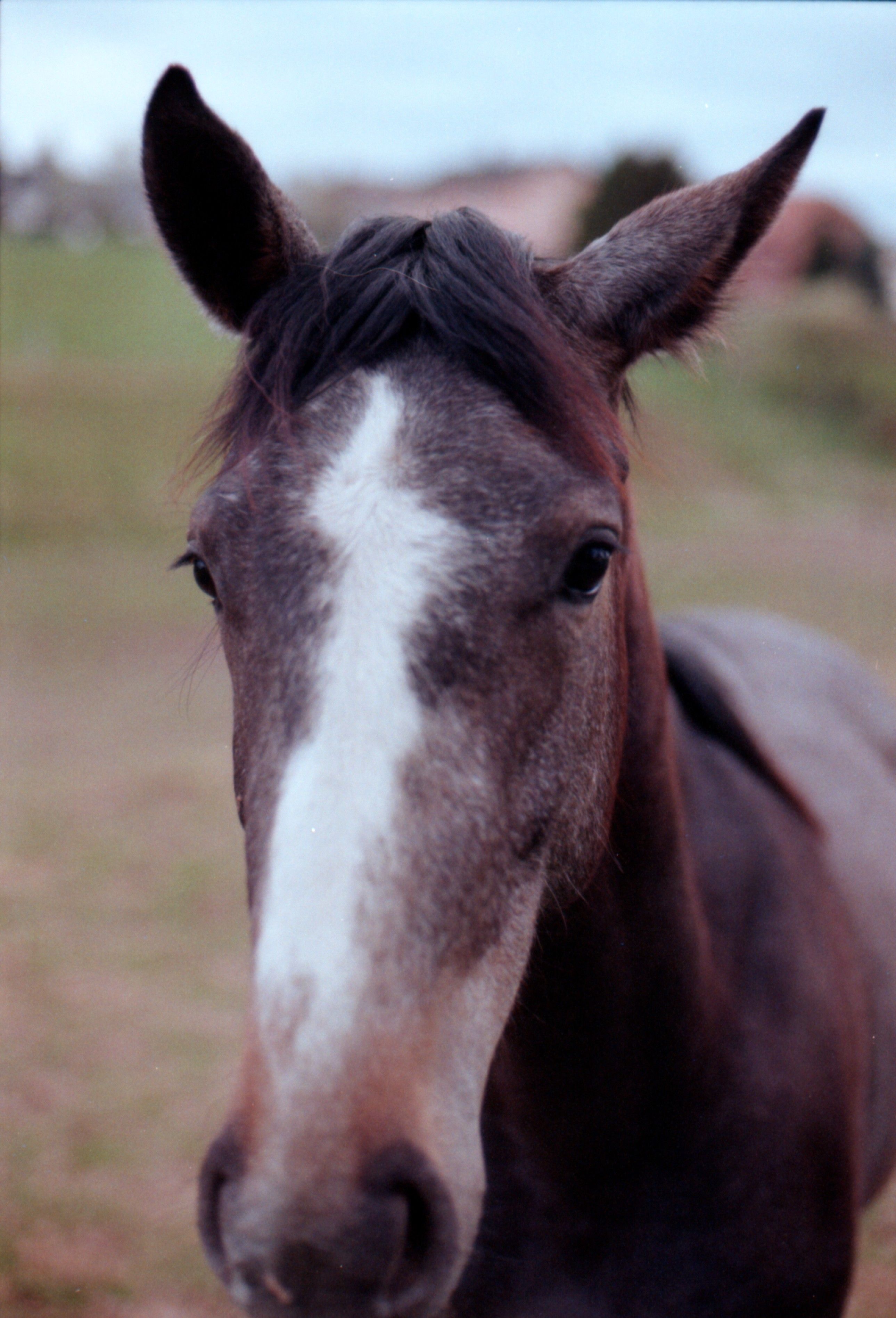 Captivating close-up of a horse in a serene outdoor setting.