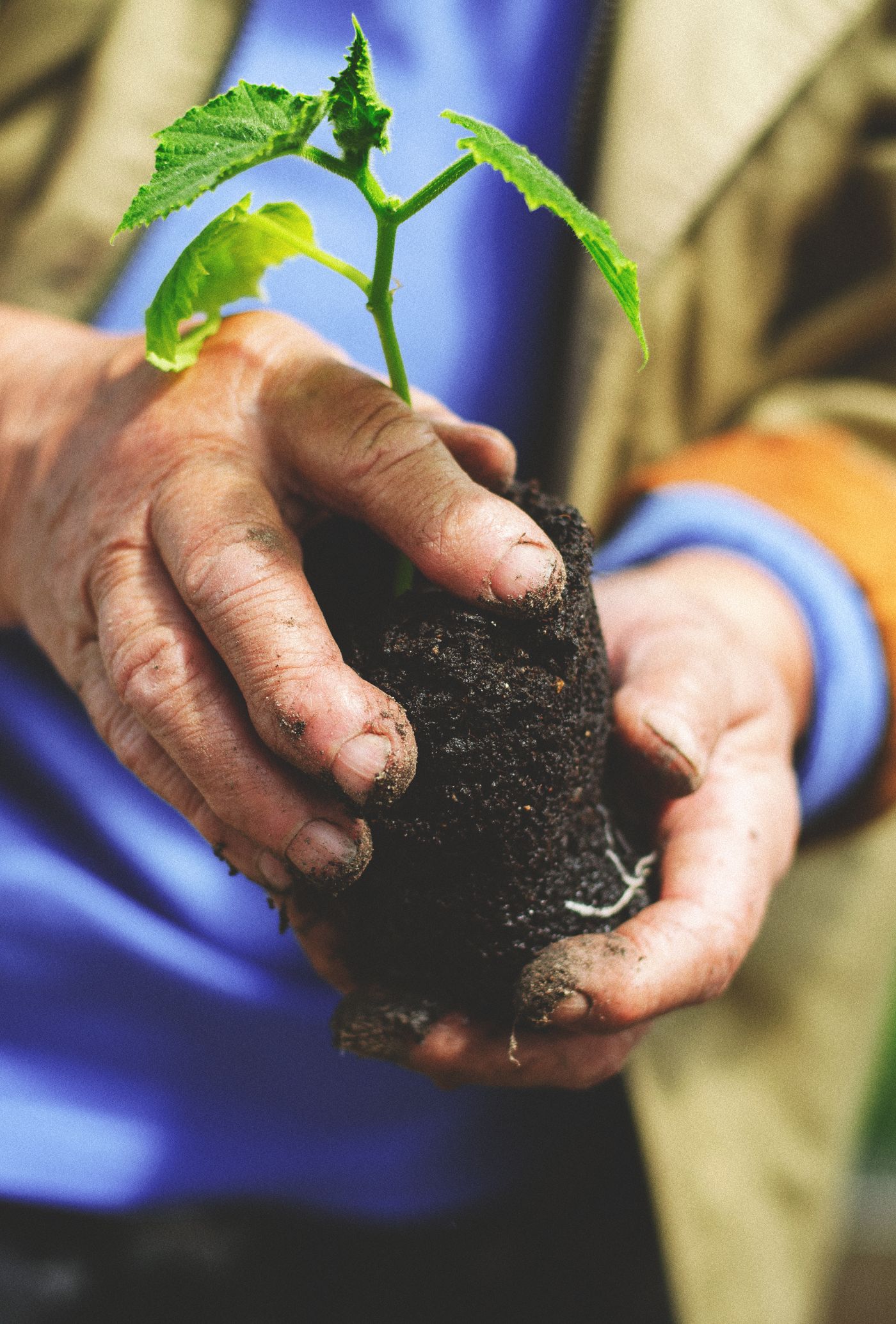 Illustrative stock photograph: Hands gently holding a young green seedling