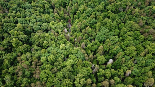 Бесплатное стоковое фото с chattanooga, Аэрофотосъемка, зеленые деревья